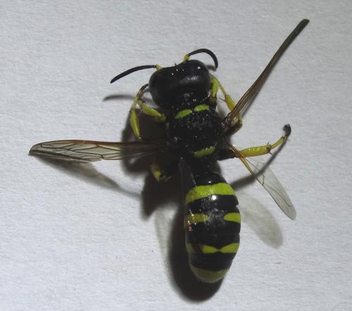 Crossocerus sp.
